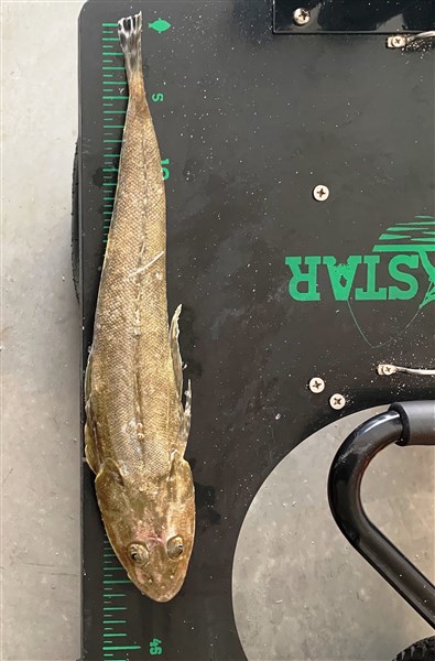 Flathead Caught March 21 by John Turner.jpg